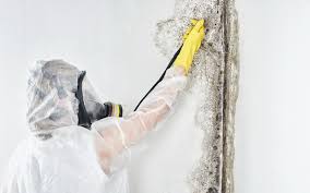 Best Attic Mold Removal  in Binghamton University, NY